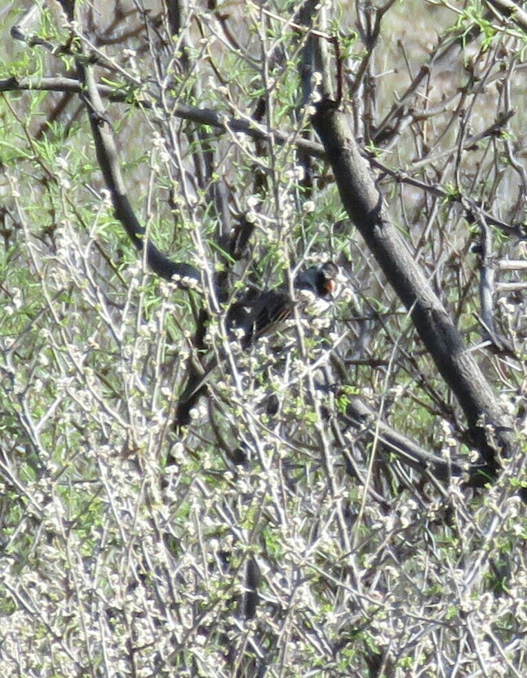 Harris's Sparrow - ML154940271