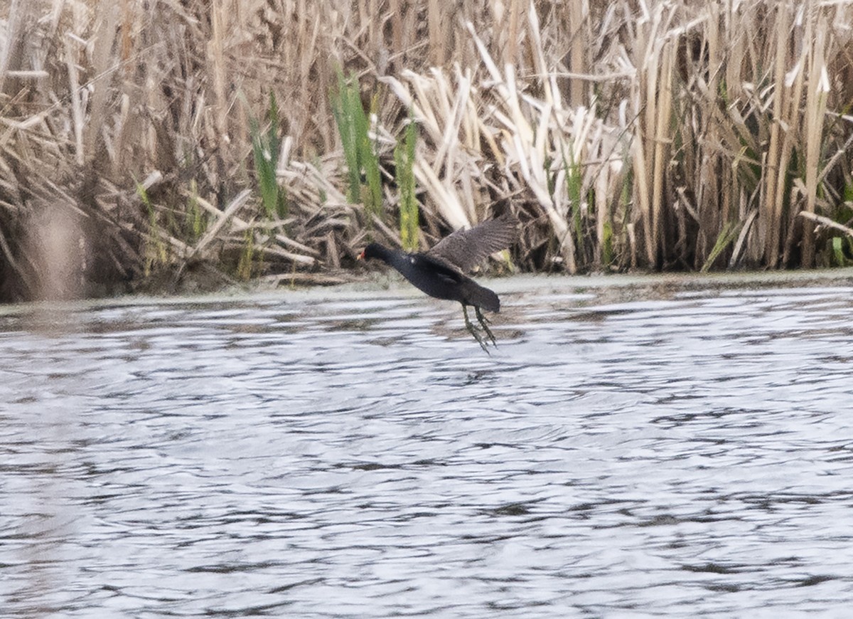 Common Gallinule - ML154942101