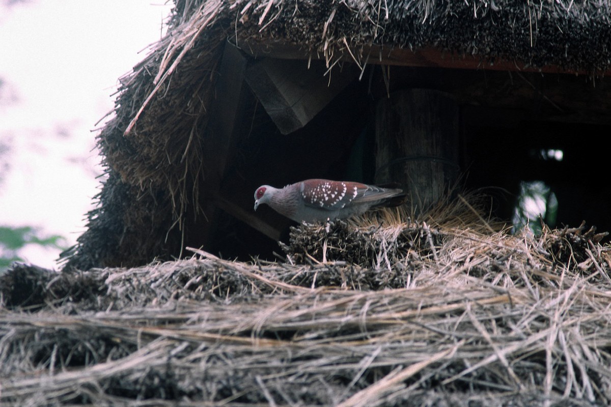 Speckled Pigeon - ML154942951