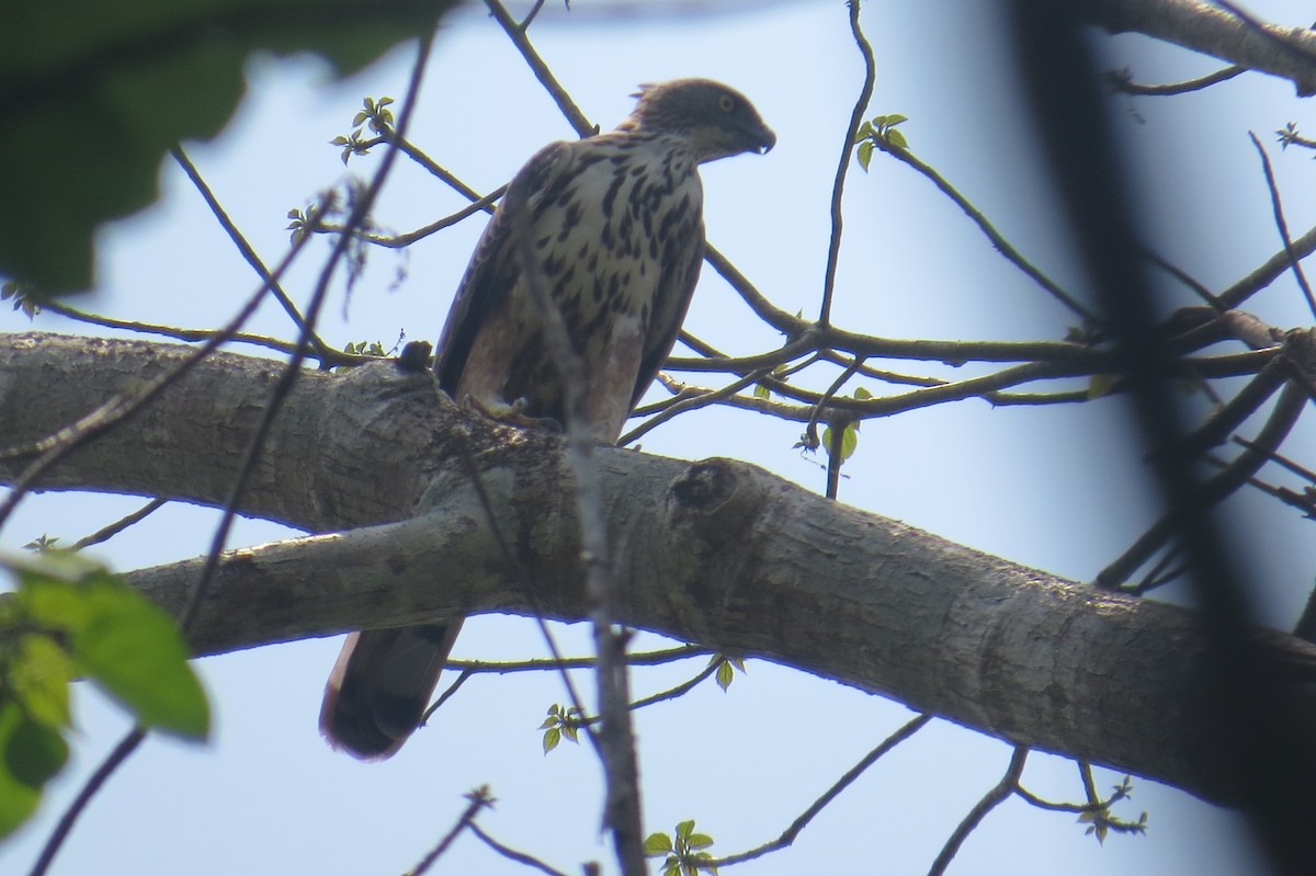 Changeable Hawk-Eagle (Crested) - ML154943121