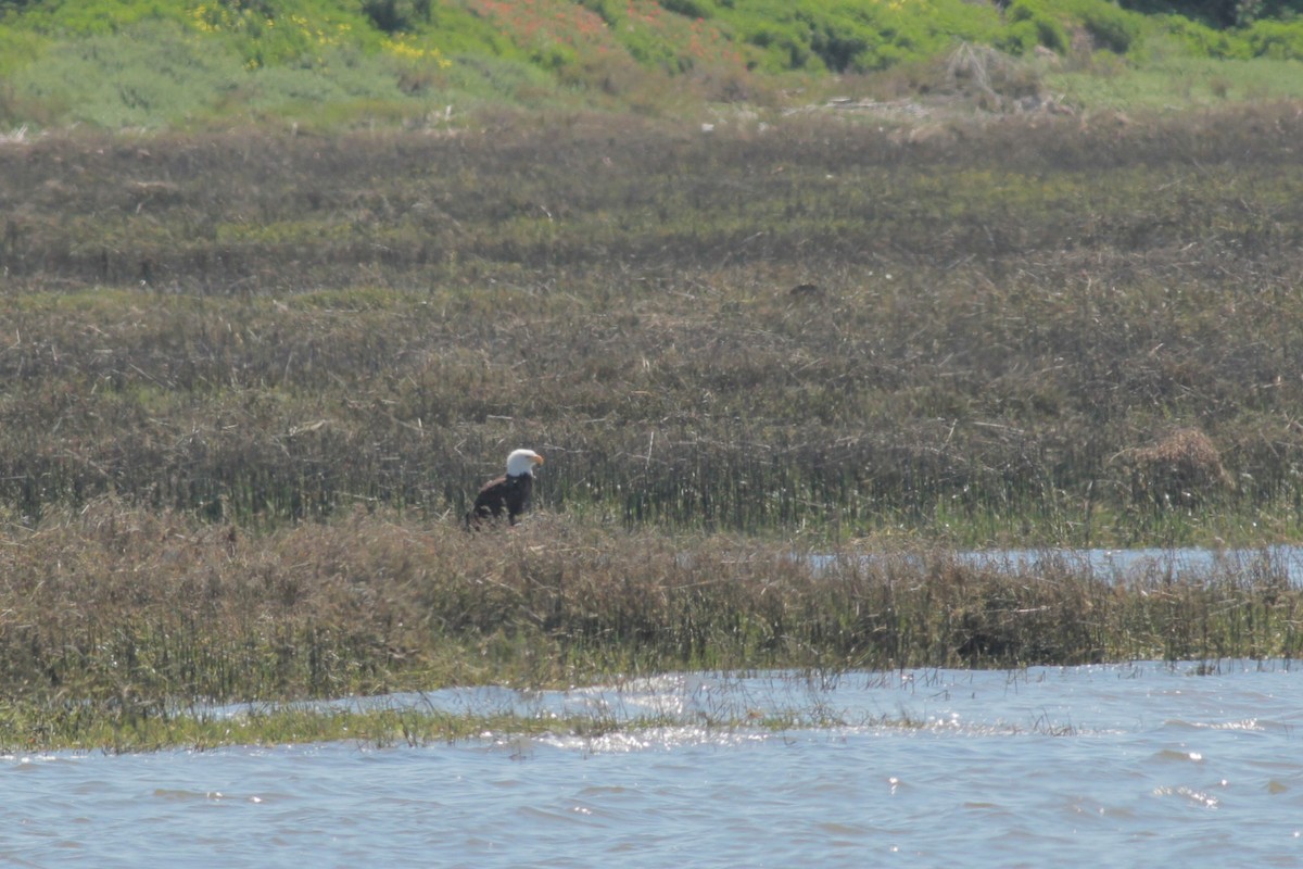 Weißkopf-Seeadler - ML154945071