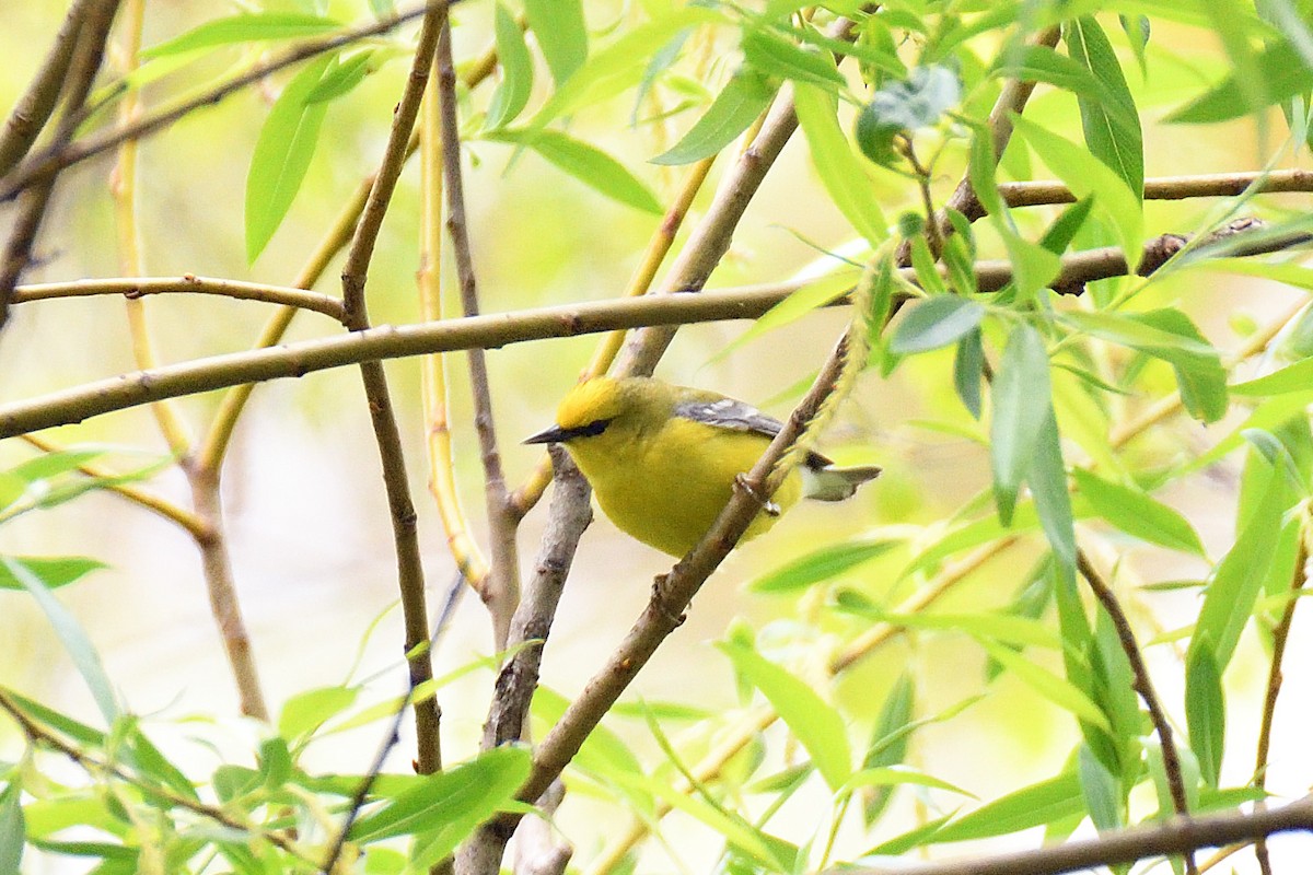 Blue-winged Warbler - ML154945311