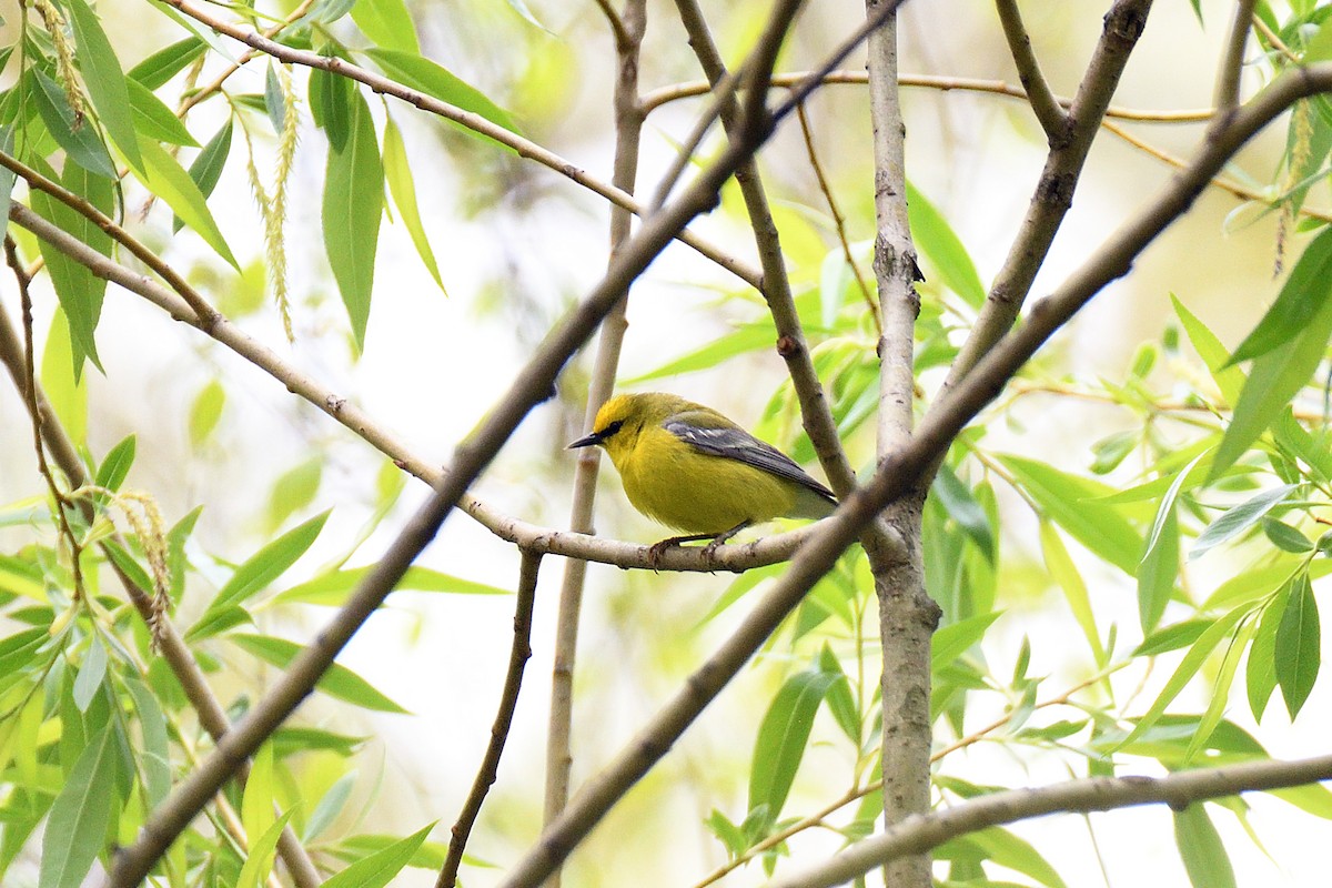 Blue-winged Warbler - ML154945321