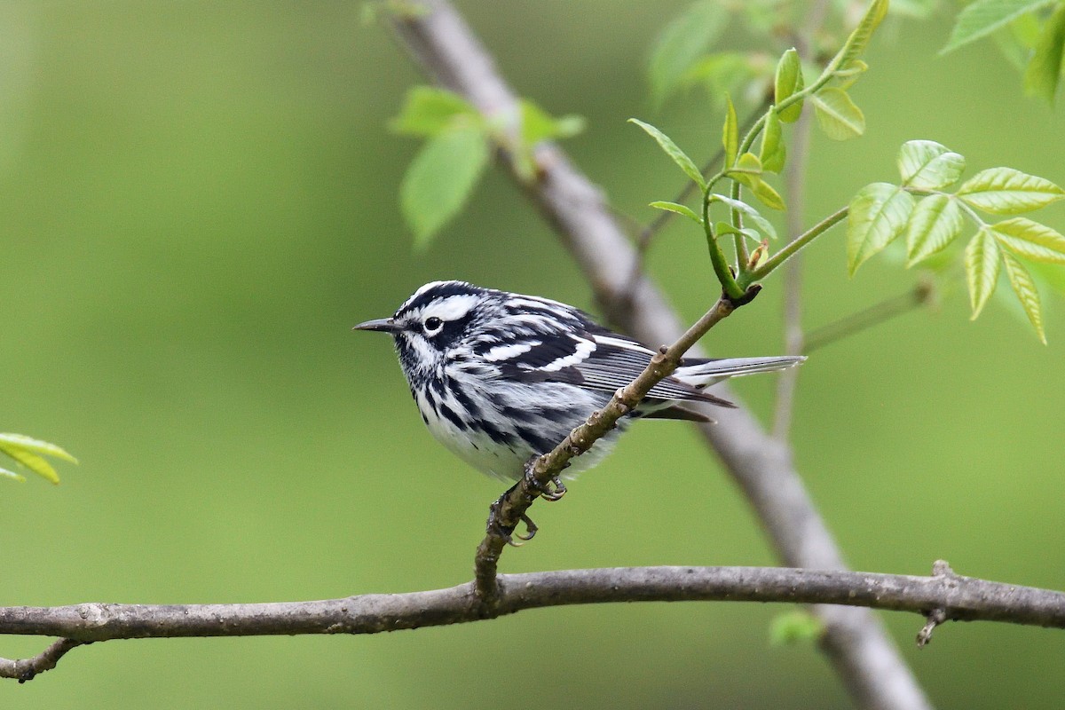 Black-and-white Warbler - terence zahner