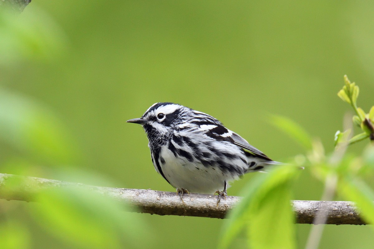 Black-and-white Warbler - terence zahner