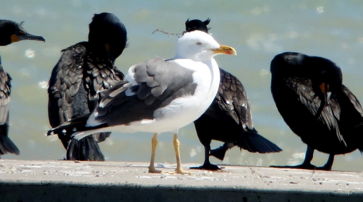 Lesser Black-backed Gull - ML154945891