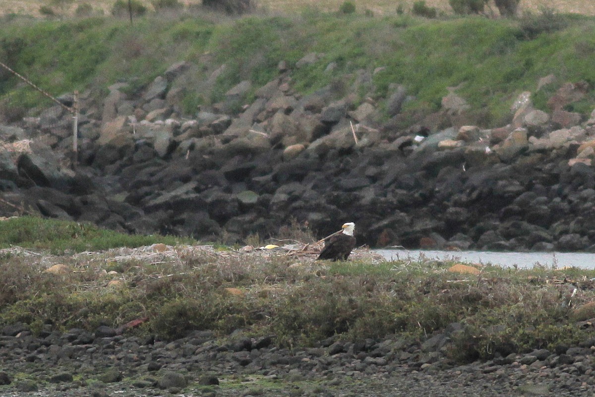 Bald Eagle - ML154947041