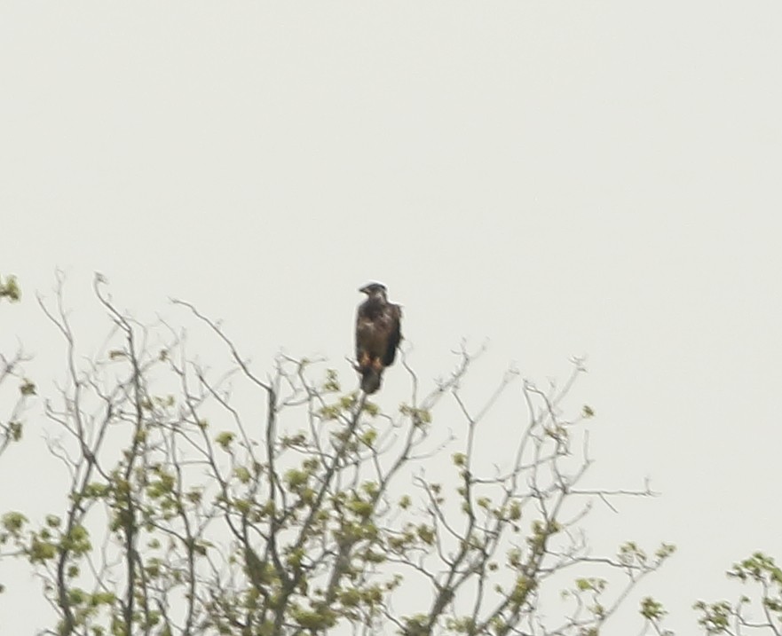 Bald Eagle - ML154948121