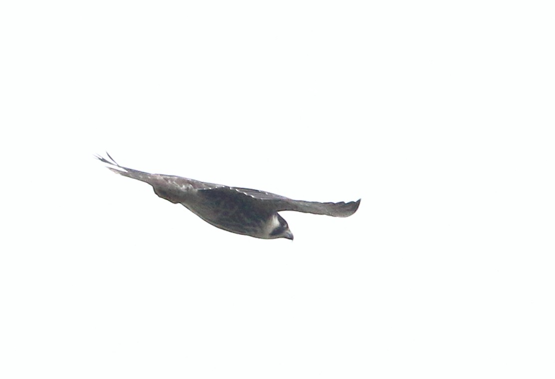 Peregrine Falcon - ML154948211