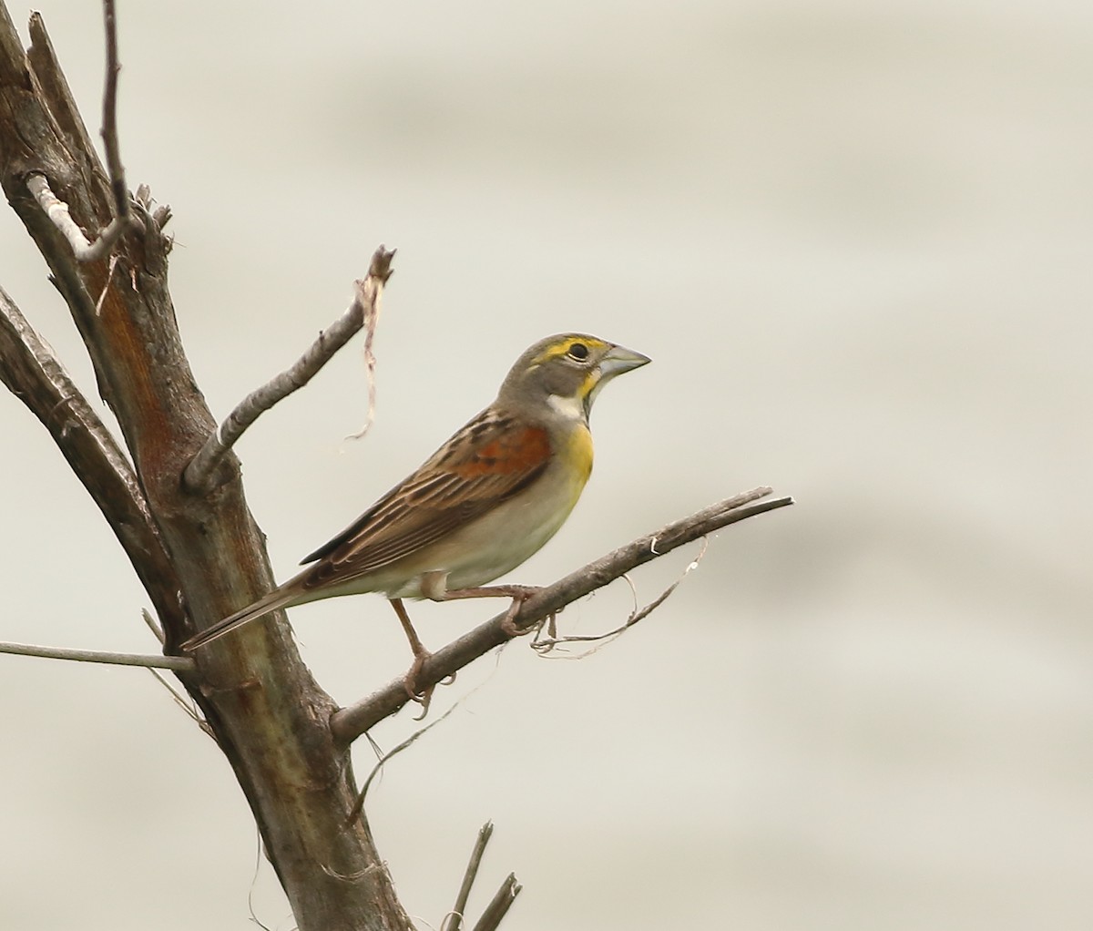 Dickcissel - ML154948561