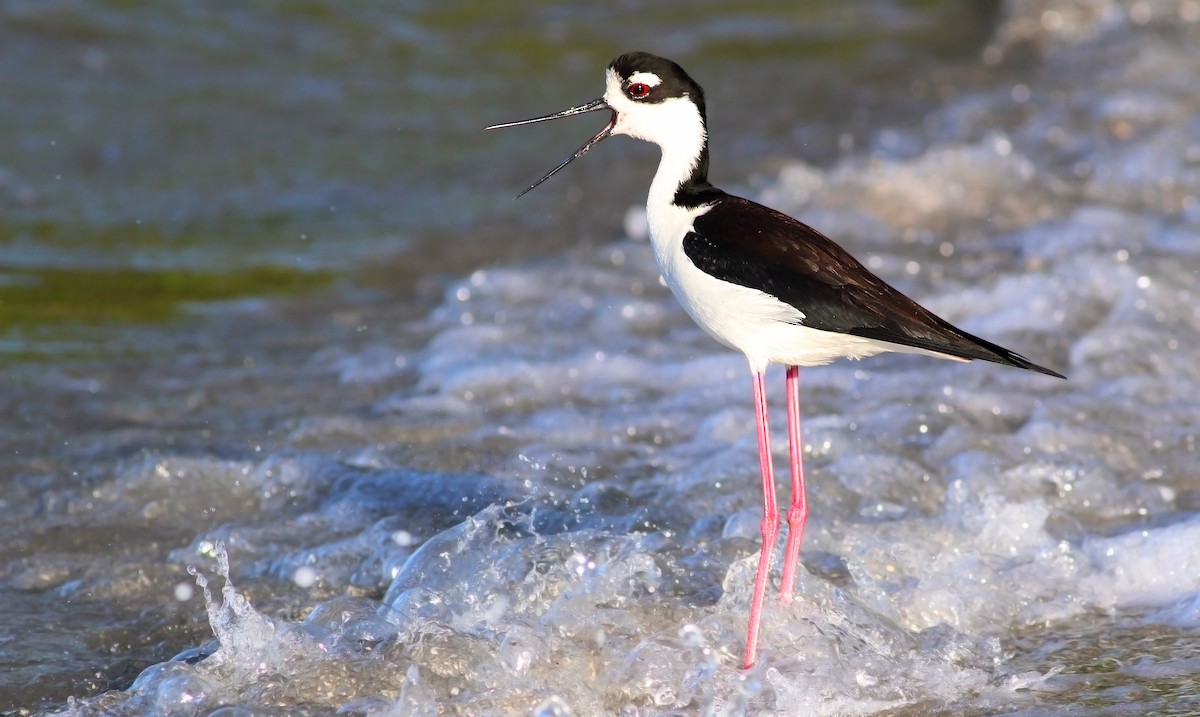 Black-necked Stilt (Black-necked) - ML154948661