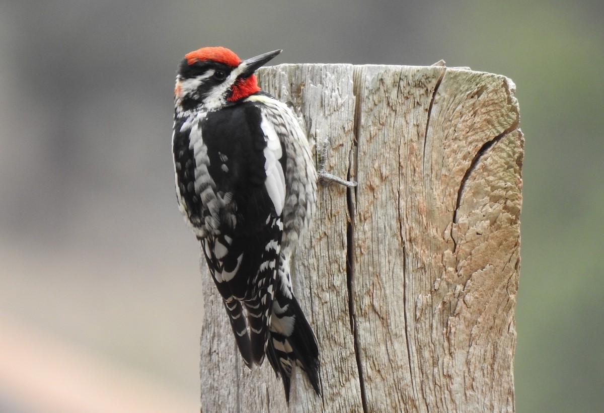 Red-naped Sapsucker - ML154949591