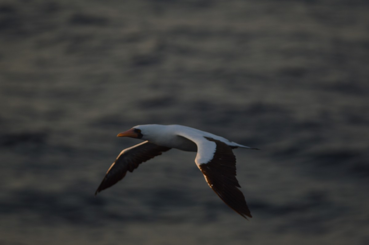 Nazca Booby - Luis Vega