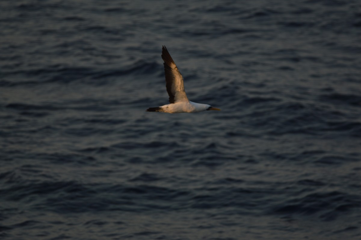 Nazca Booby - ML154949761