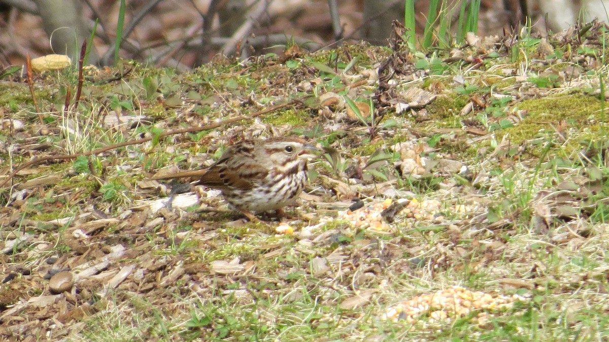 Song Sparrow - ML154953751