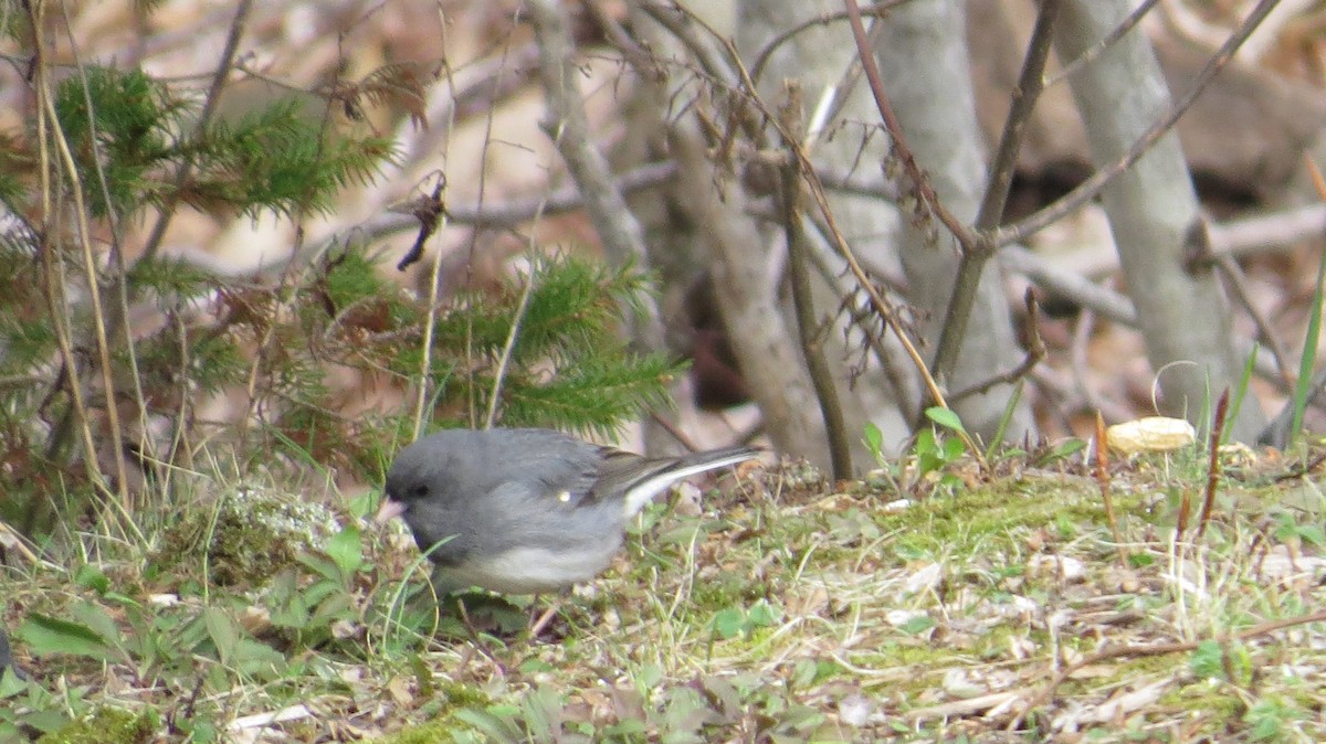 Dark-eyed Junco - ML154954111