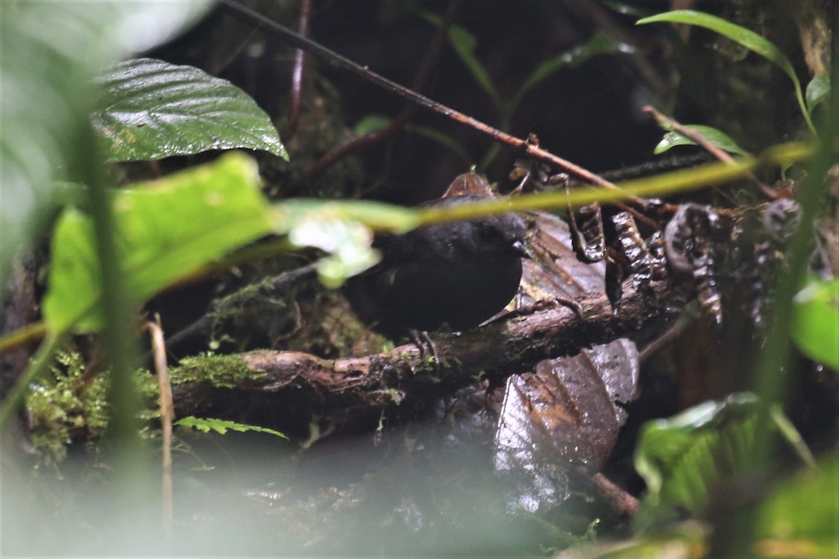 Nariño Tapaculo - ML154954471