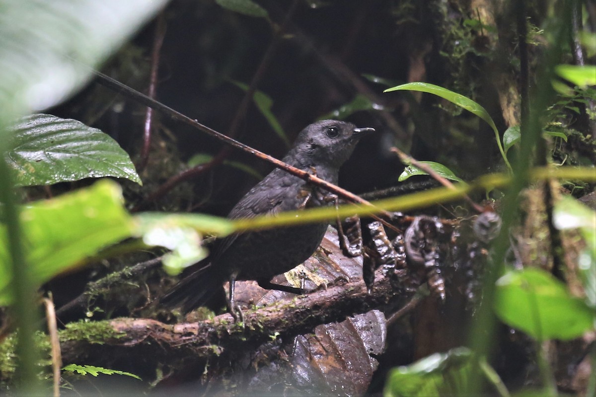 Nariño Tapaculo - ML154954491