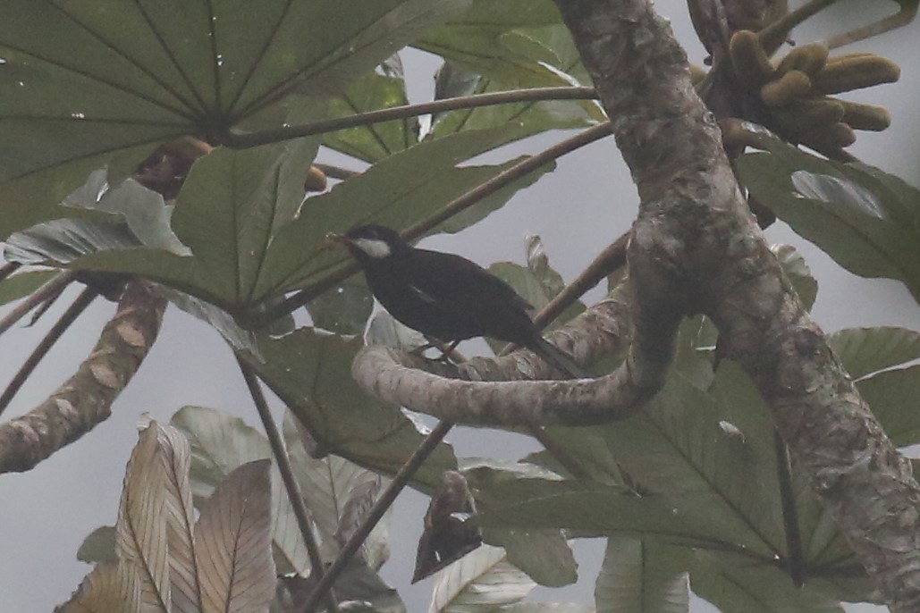 Black Solitaire - ML154954681