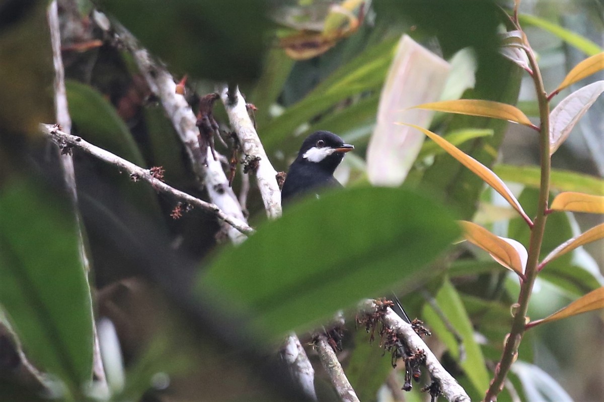 Black Solitaire - ML154954701