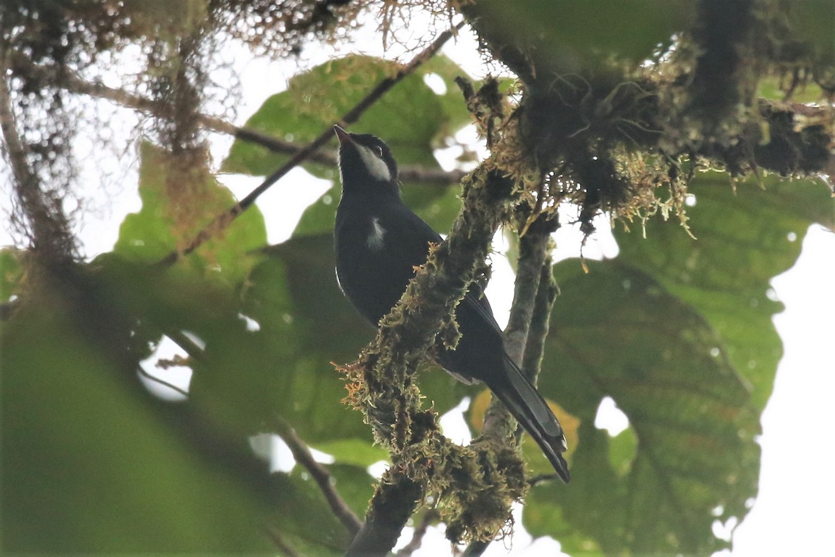 Black Solitaire - ML154954721