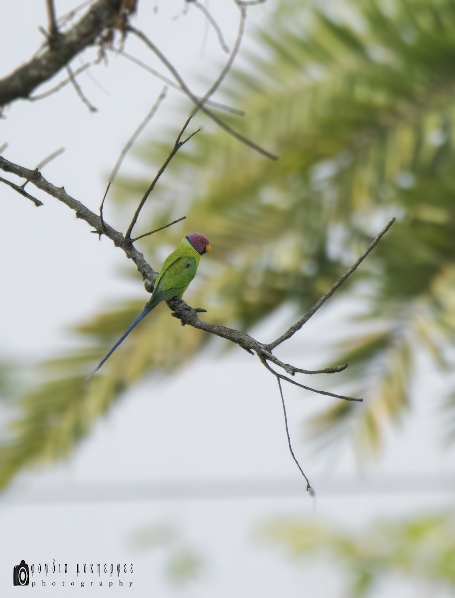 Plum-headed Parakeet - joydip mukherjee