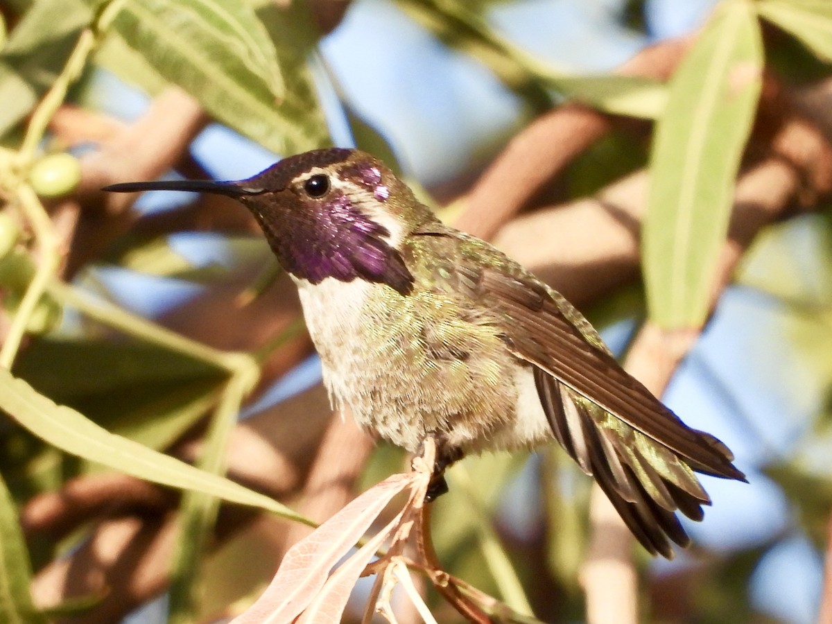 Costa's Hummingbird - ML154957291