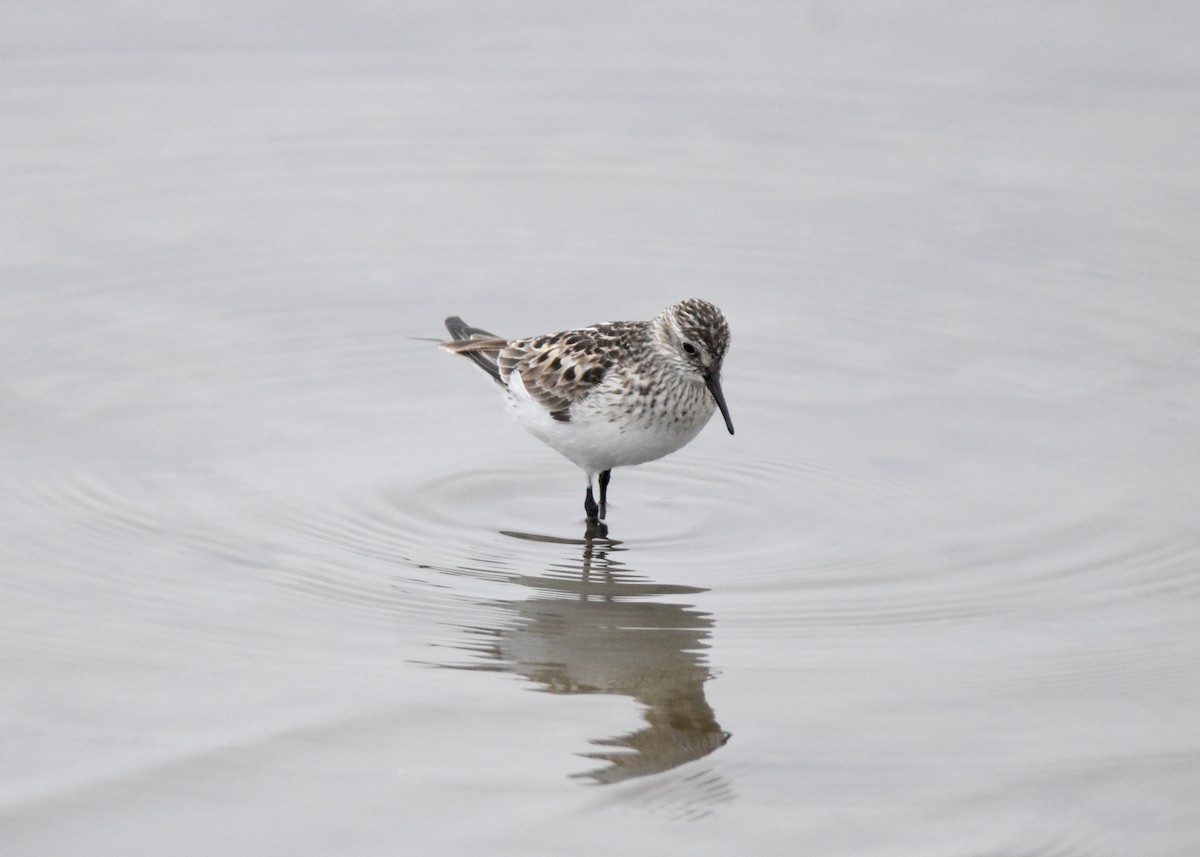 White-rumped Sandpiper - Pete Monacell