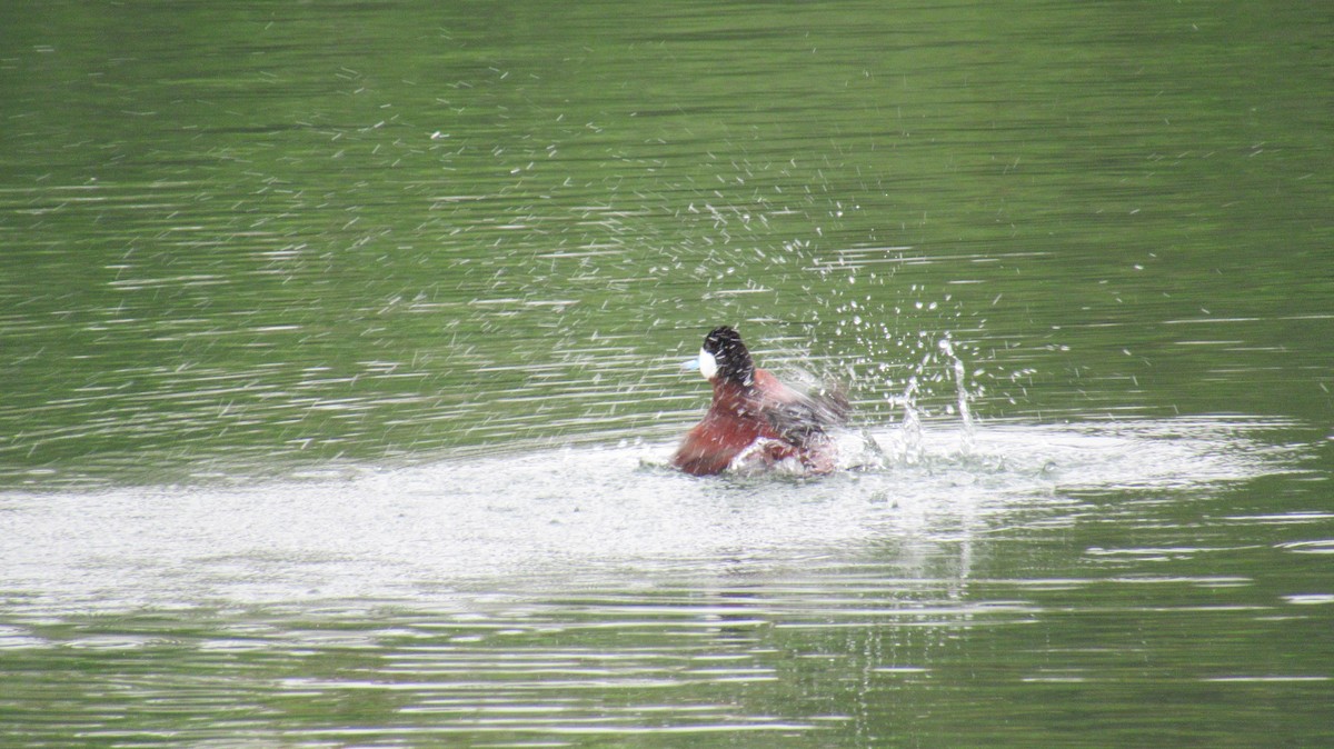 Ruddy Duck - ML154958841