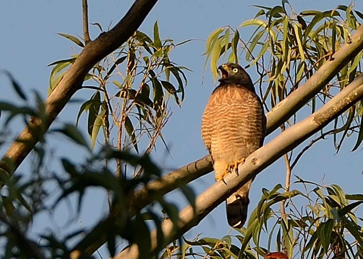 Roadside Hawk - Tulio J P da Silva