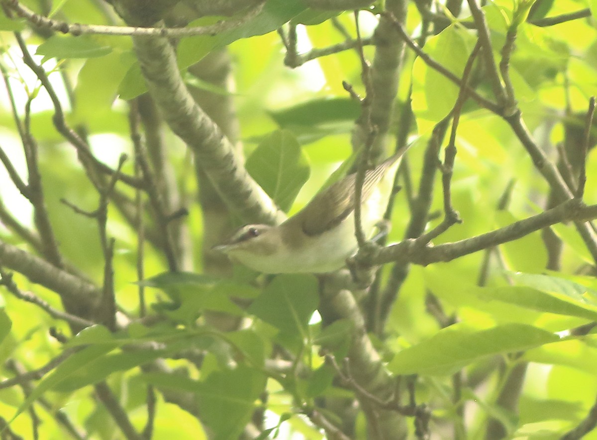 Red-eyed Vireo - ML154963711