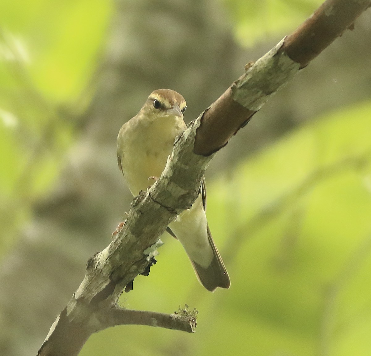 Swainson's Warbler - ML154963841