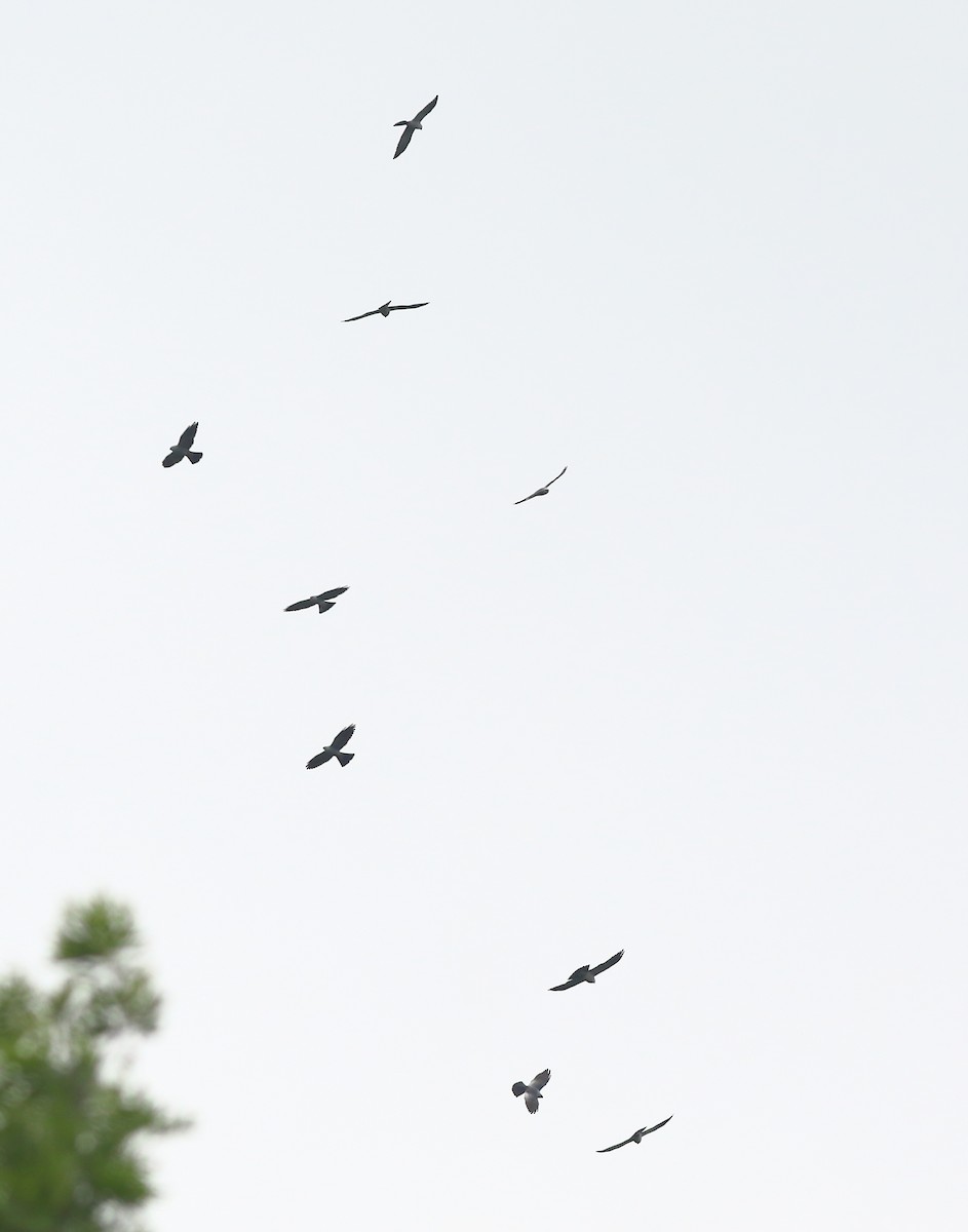 Mississippi Kite - ML154964231