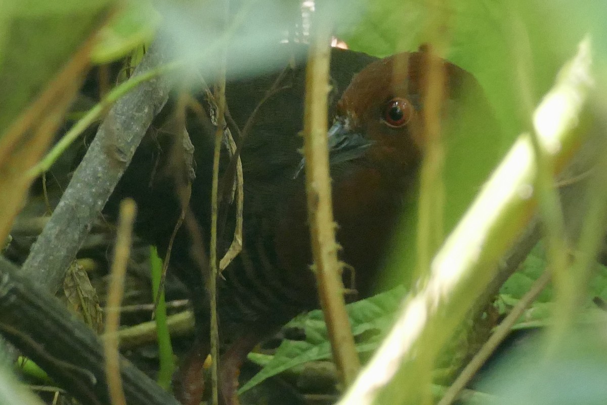 Black-banded Crake - ML154964891