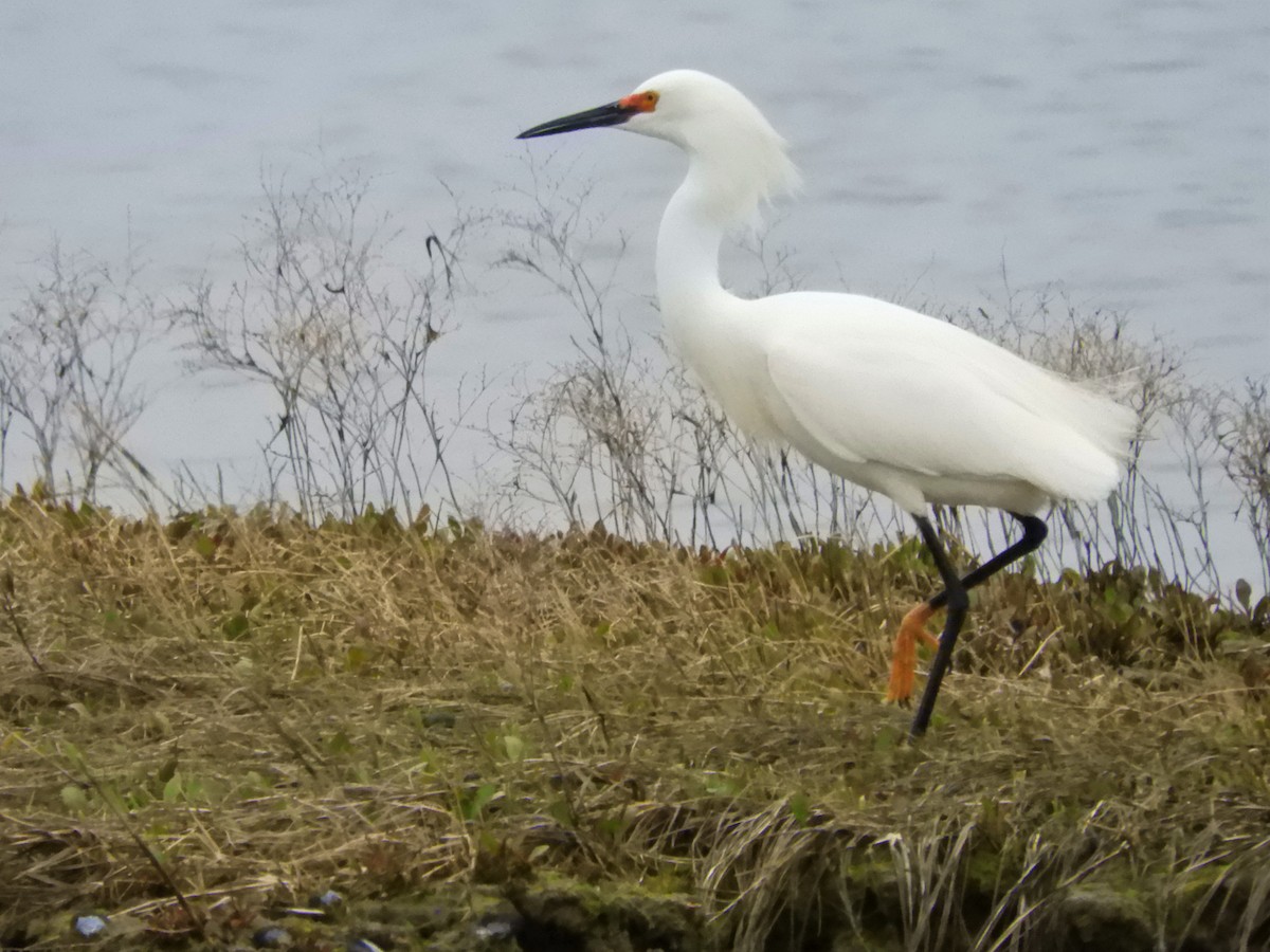 Snowy Egret - John Gaglione