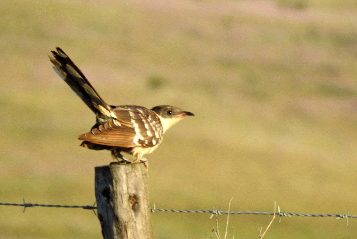 Great Spotted Cuckoo - ML154972501