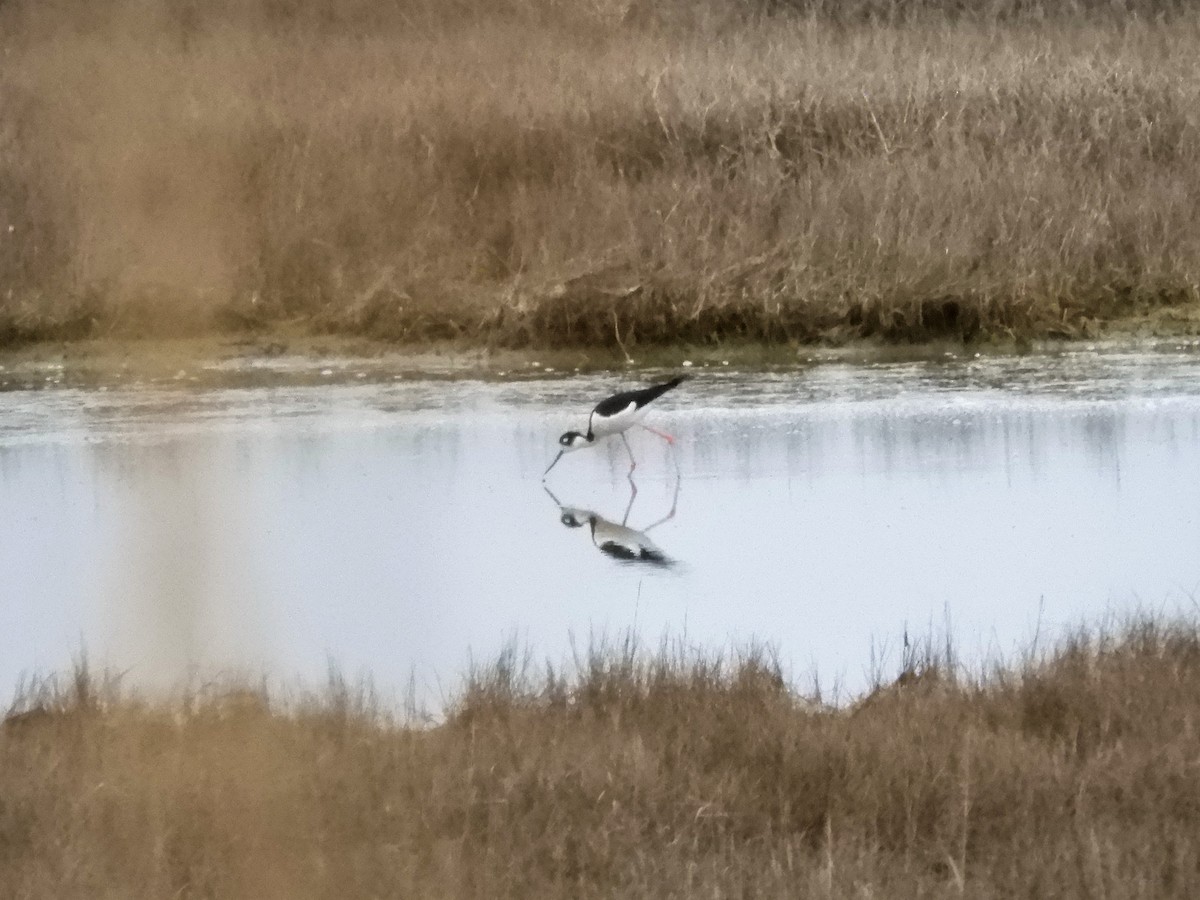 Black-necked Stilt - ML154972511