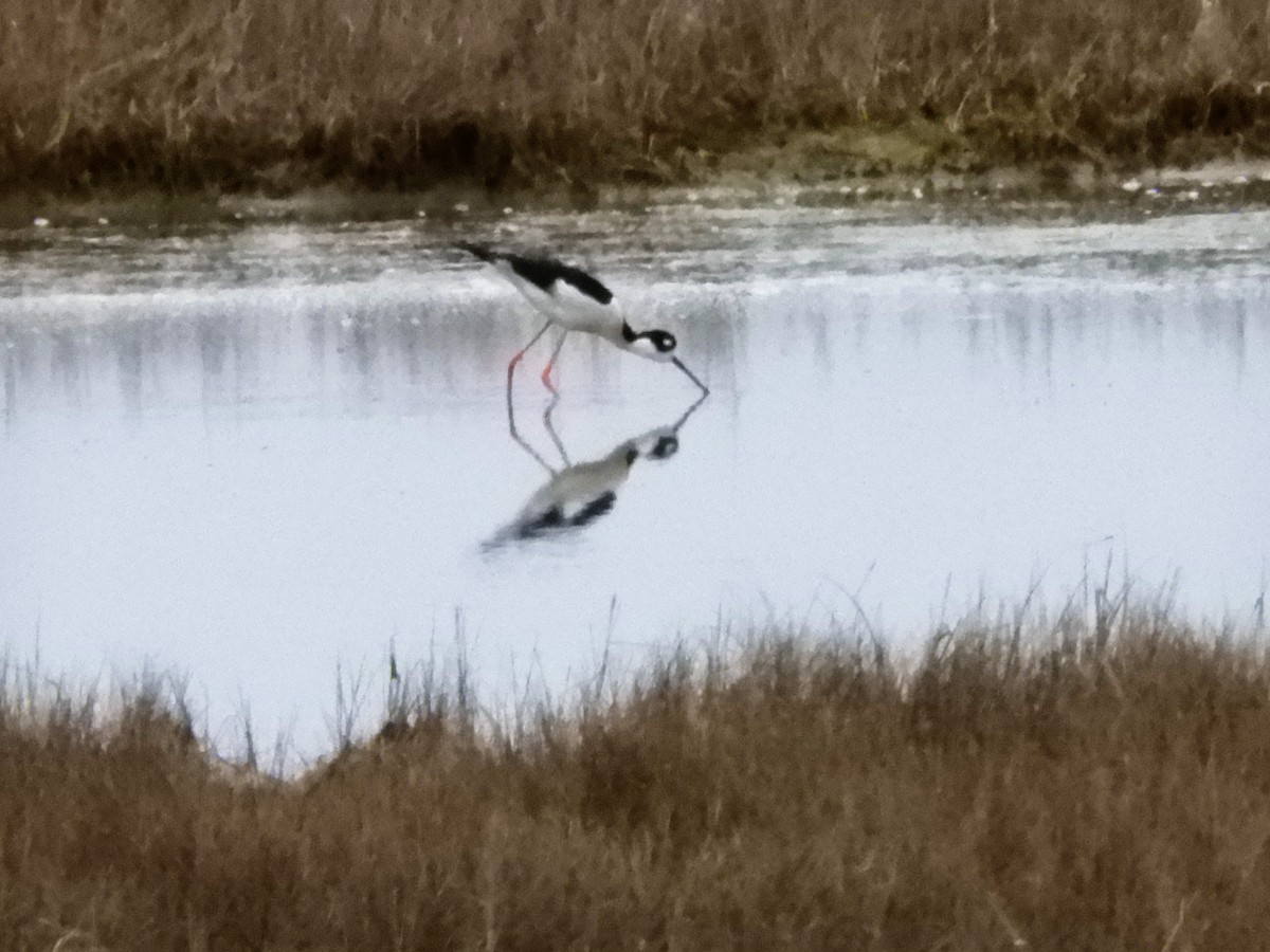 Black-necked Stilt - ML154972551