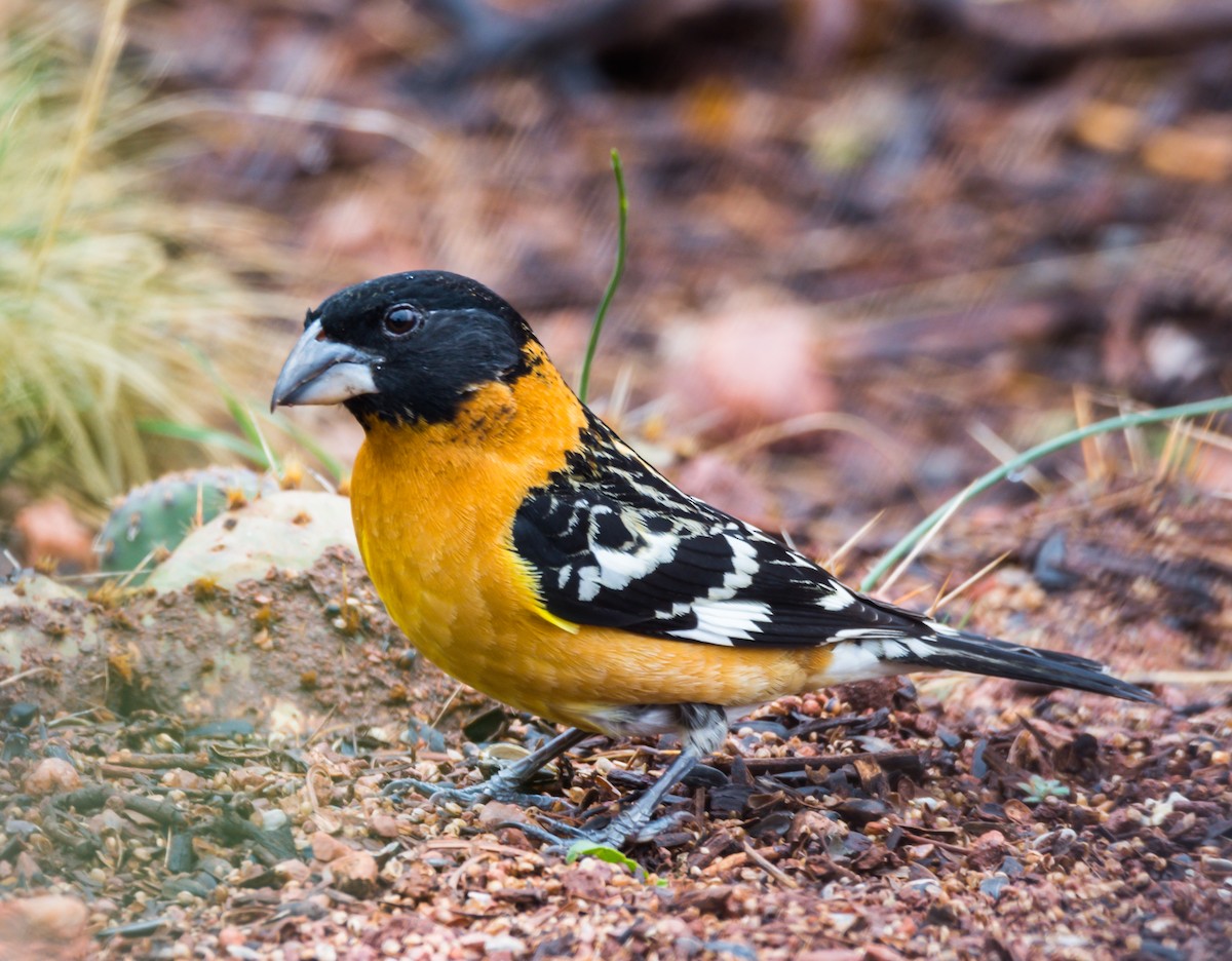 Black-headed Grosbeak - ML154972731