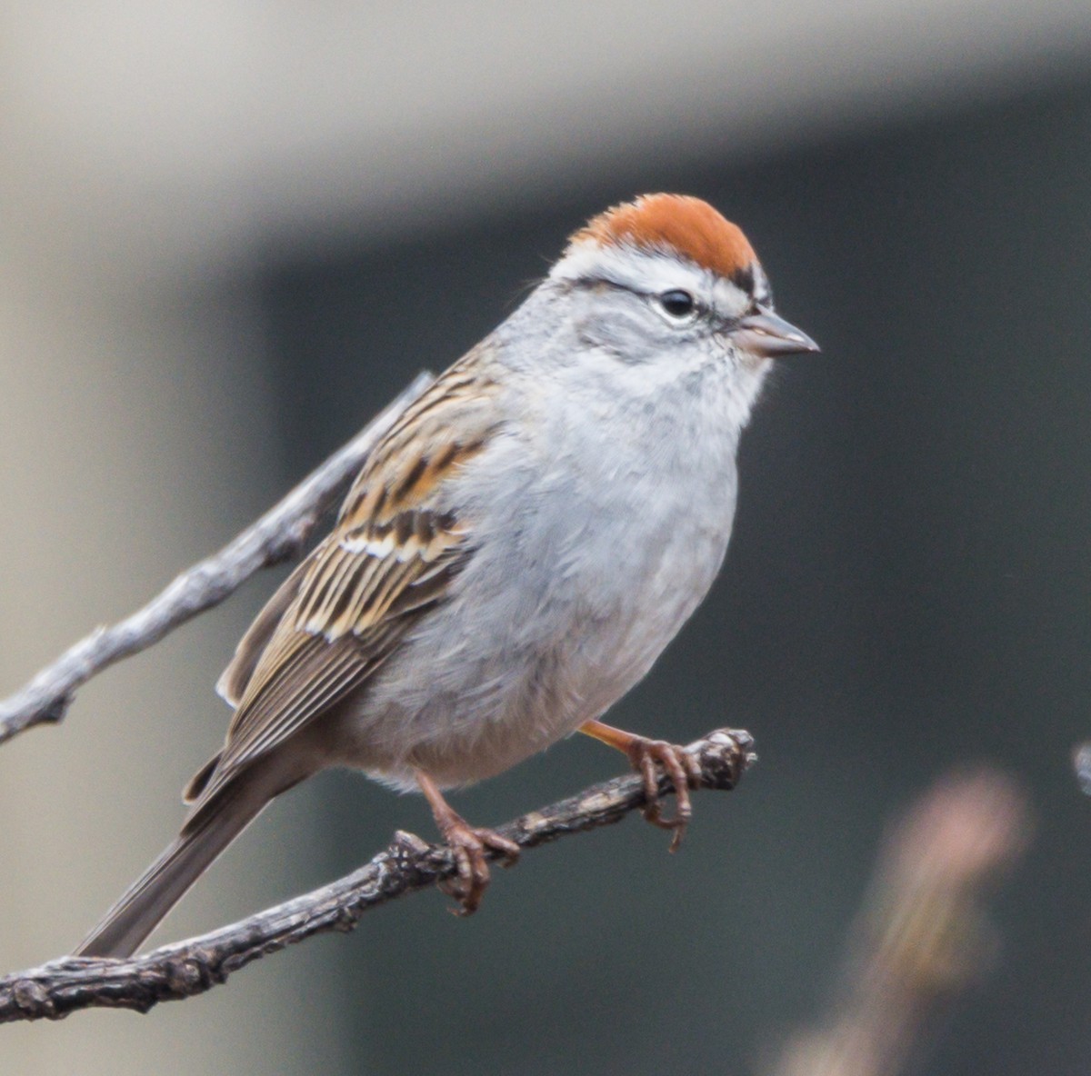 Chipping Sparrow - ML154973151