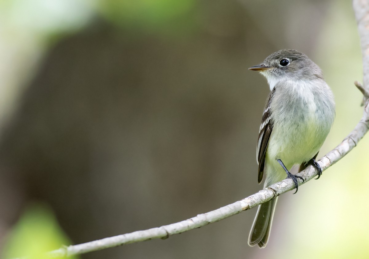 Least Flycatcher - ML154973641