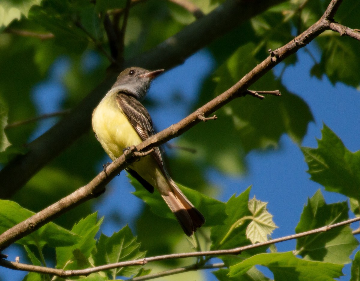 Great Crested Flycatcher - ML154975321