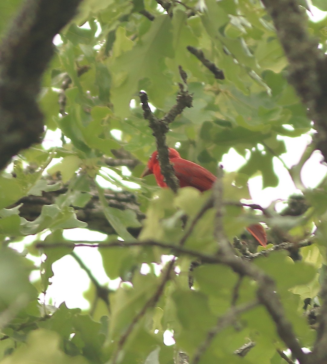 Summer Tanager - ML154976131