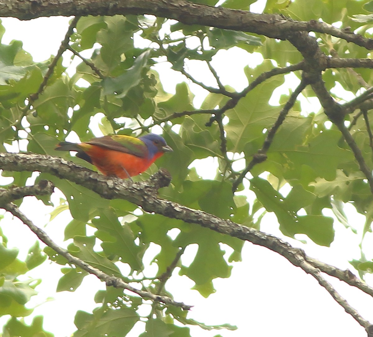 Painted Bunting - ML154976211
