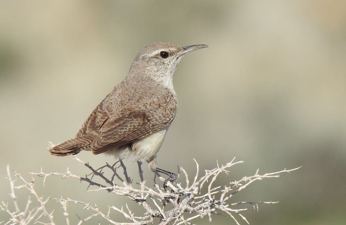 Rock Wren - ML154977241