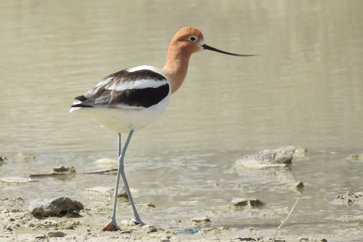 Avocette d'Amérique - ML154977301