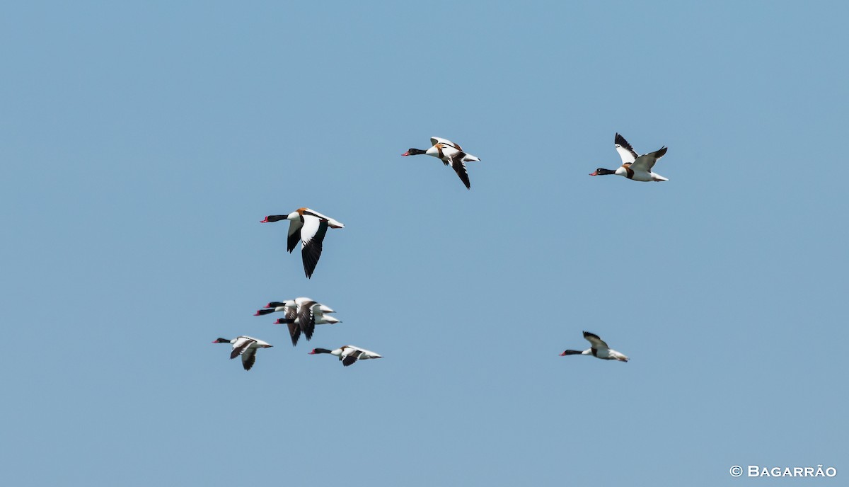 Common Shelduck - Renato Bagarrão