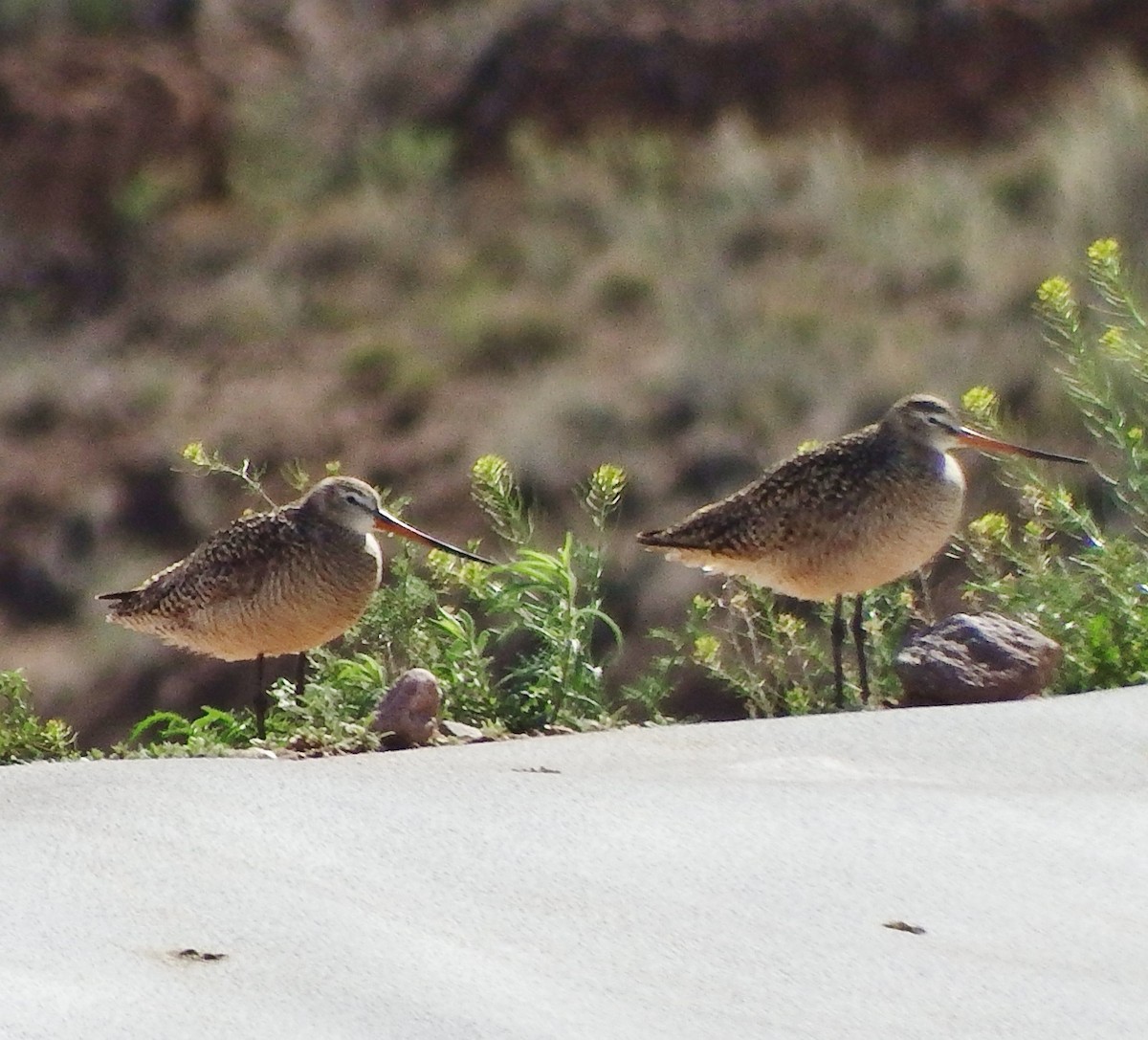 Marbled Godwit - Rene Laubach