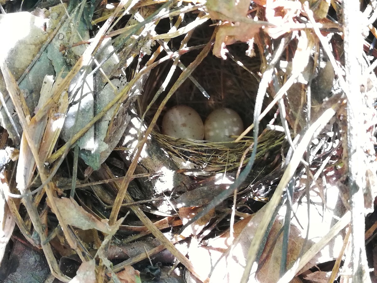 Golden-crowned Warbler - ML154980431