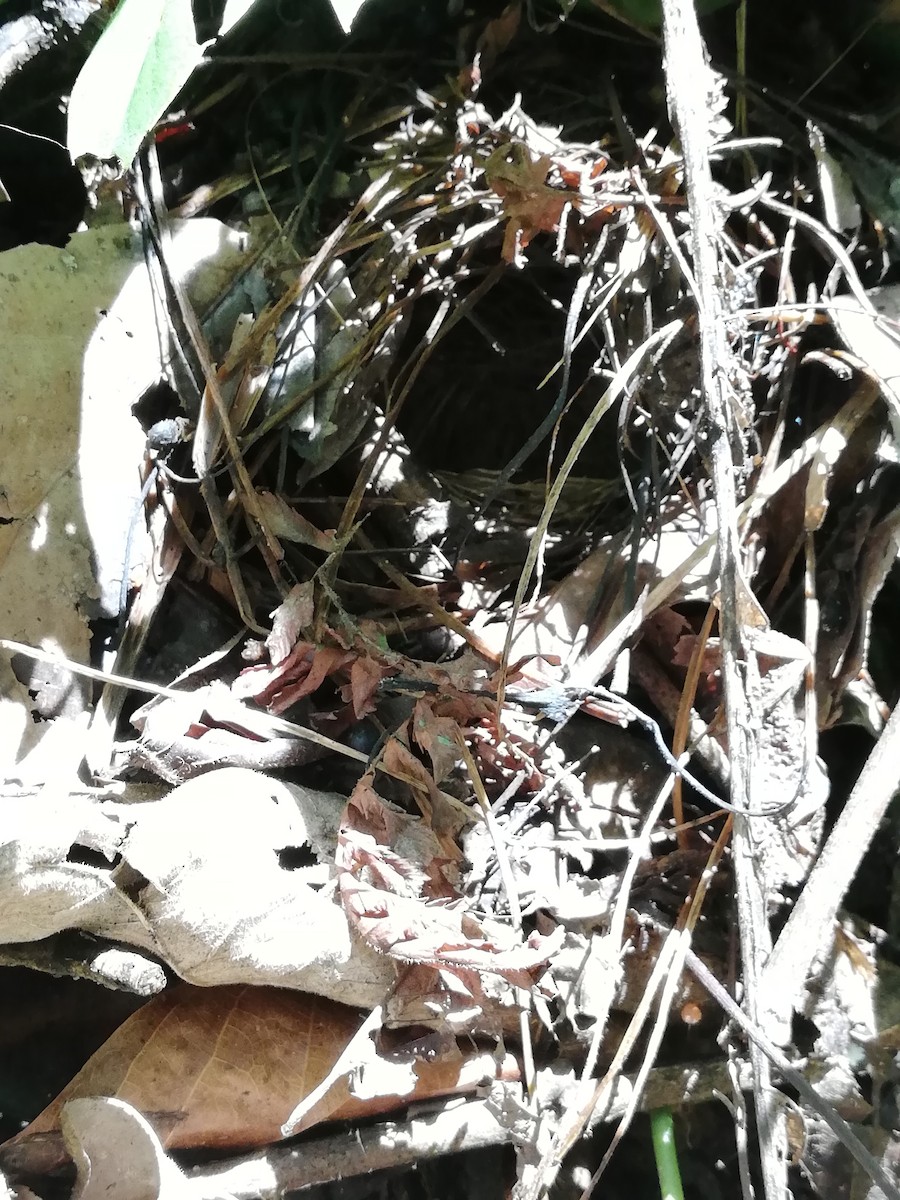 Golden-crowned Warbler - ML154980491